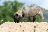 CAIRN TERRIER 596